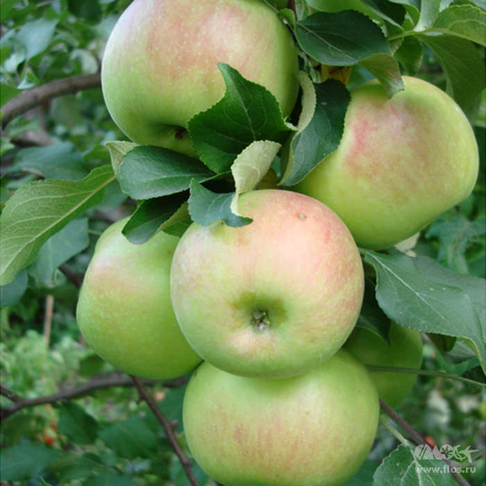 Сорт яблок Богатырь в Кромские сады Орловской области